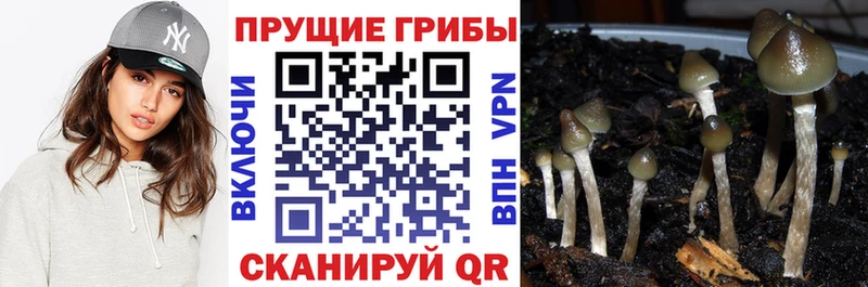 Псилоцибиновые грибы Psilocybe  где продают   Великие Луки 