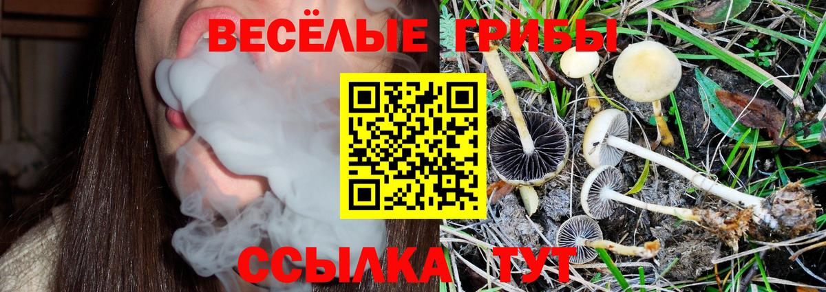 Великие Луки  Псилоцибиновые грибы MAGIC MUSHROOMS  Вход с VPN 